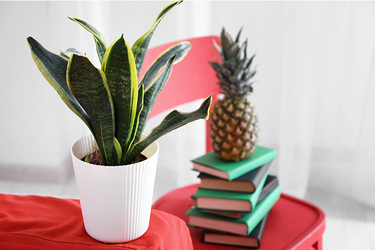 the snake plant