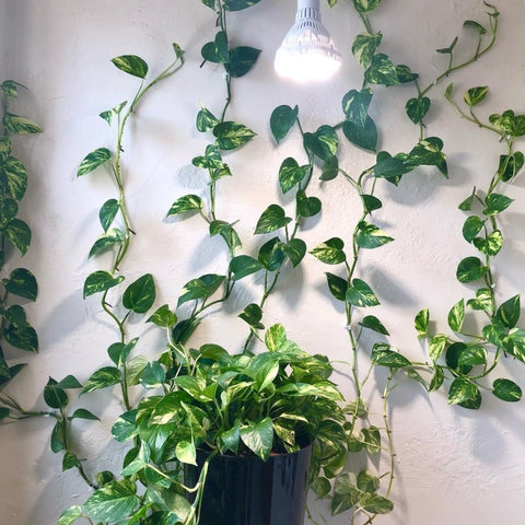 indoor planting with grow lamps