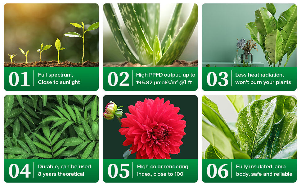 Flower, Plant, Green, Leaf, Terrestrial plant, Flowering plant, Herbaceous plant, Petal, Perennial plant, Herb