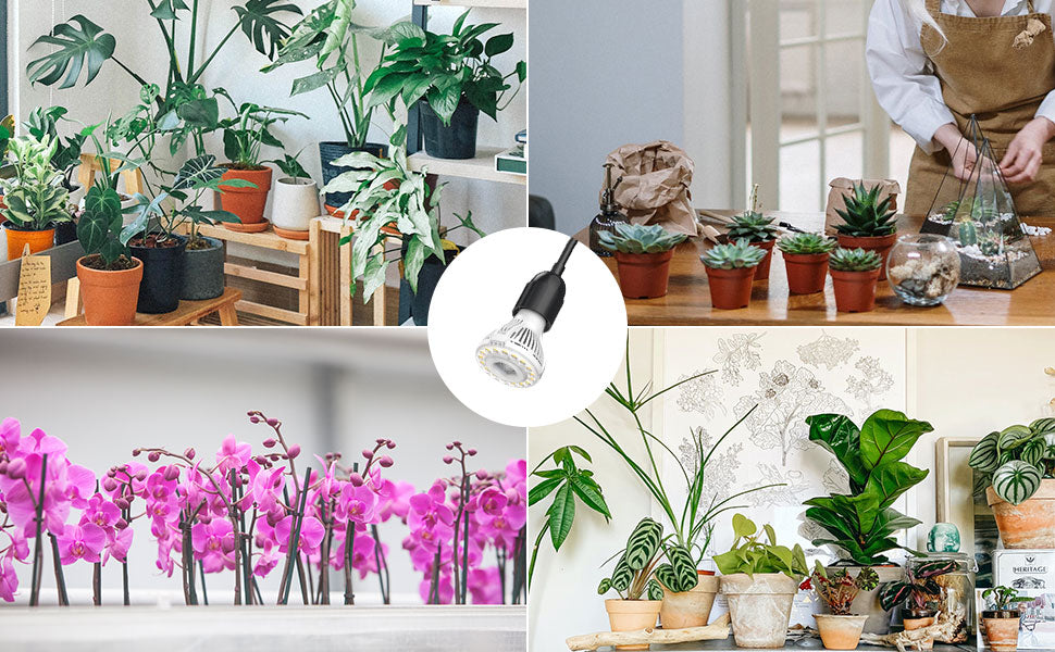 Plant, Photograph, Houseplant, Flowerpot, Green, Botany, Interior design, Picture frame, Purple, Window
