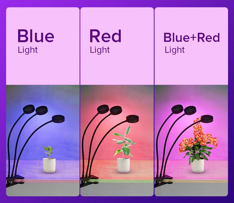 blue red plants