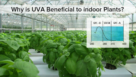 UVA grow light