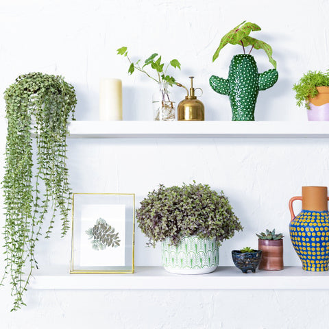 plant shelf