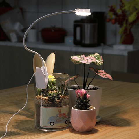 Use 5W clip-on led grow lamp to grow African Violets