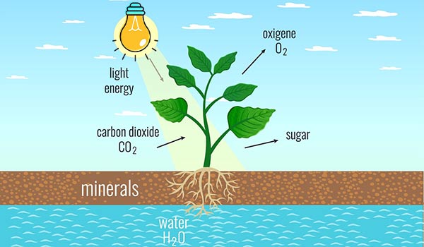 grow light for photosynthesis