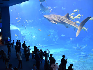 近年多い巨大な水槽はアクリルガラス製