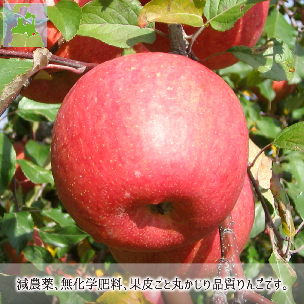 サンふじ 訳あり 15kg 減農薬 無化学肥料 青森県南部町産 りんご 家庭