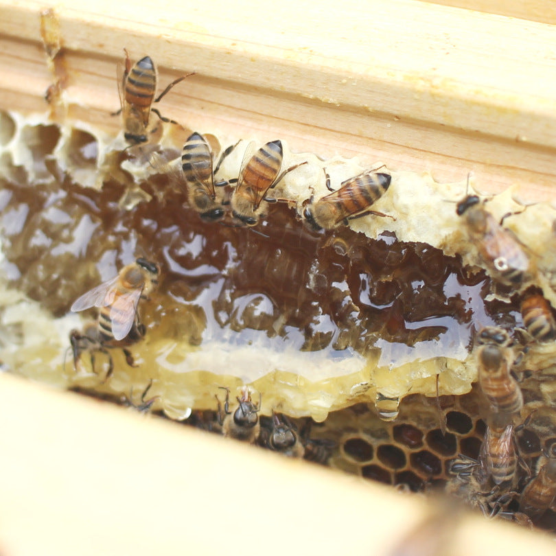 糖度80度に達すミツバチ自ら熟成する純粋蜂蜜