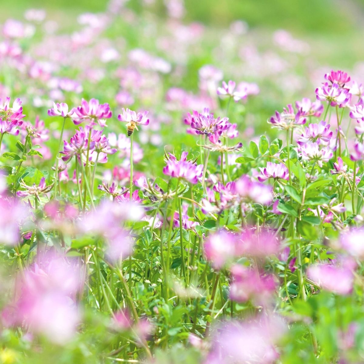 田園に広がったレンゲ畑に立ち寄るミツバチ