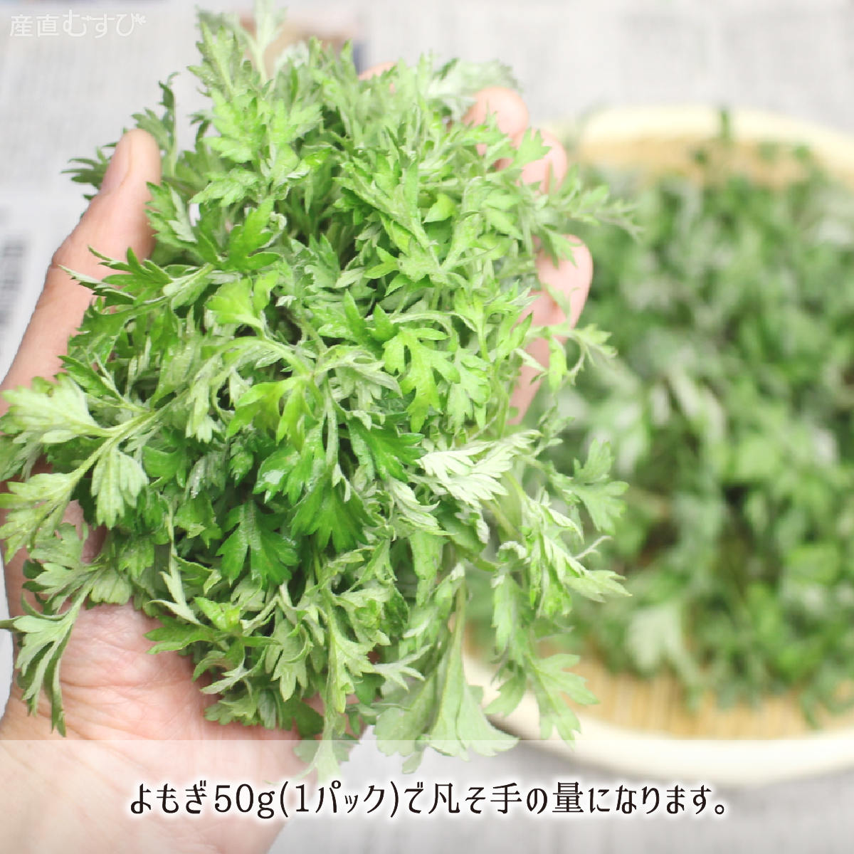 大規模セール 種子 ヨモギ 50g