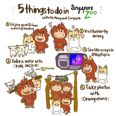 5 things to do in Singapore Zoo 