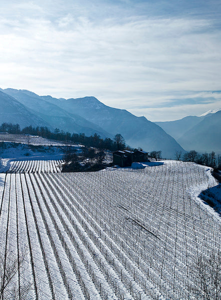 Trentino winery Borgo Posseri