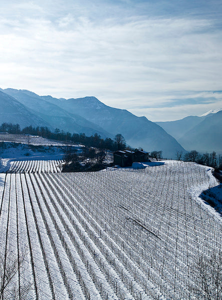 cantina trentina borgo posseri