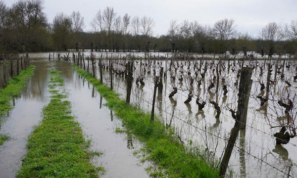 flooded vineyard Emilia Romagna