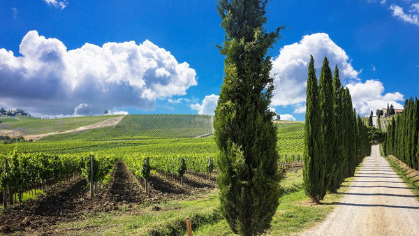 Tuscan vineyards