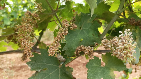 PERONOSPORA that attacks the vine in Puglia