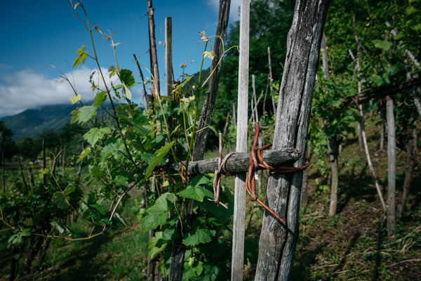 vini dolomiti cantina de bacco