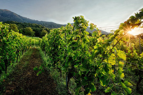 Valle d'Aosta winery