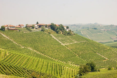 Piedmont vineyards hills