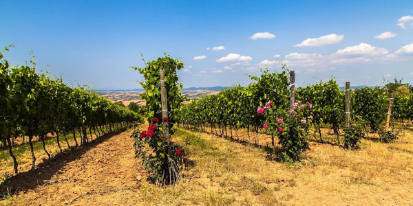 vineyard with rose flowers