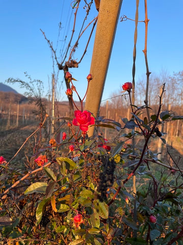 vineyards with roses