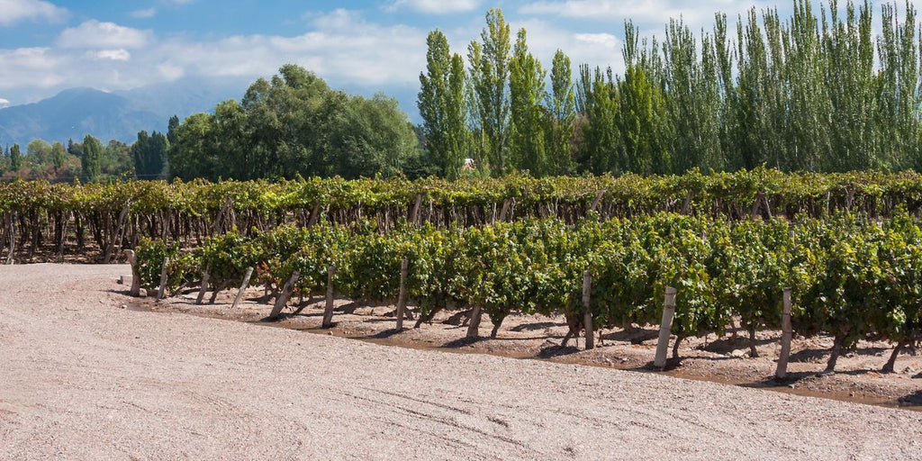 vigne deserto Argentina