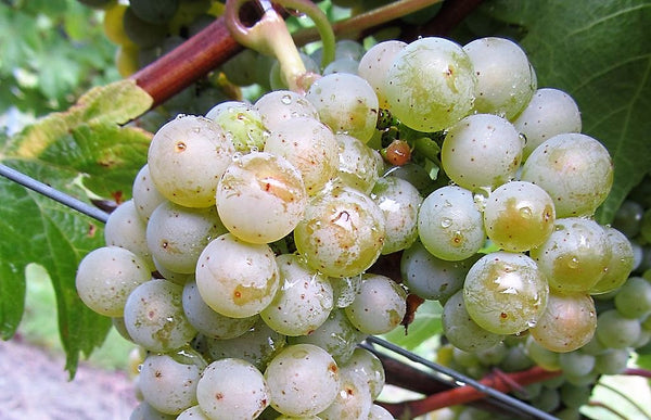 Solaris piwi grapes