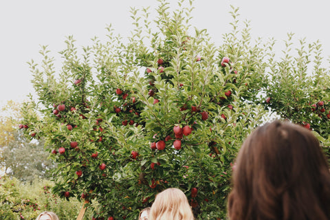 apple tree with red apples