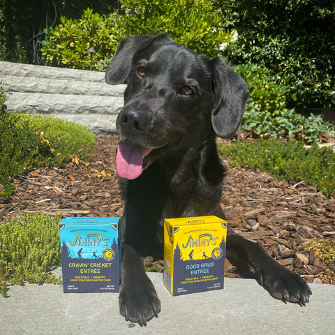 Happy dog sitting with Jiminys Good Grub Entrée and Cravin’ Cricket Entrée Dog Foods, which come in Recyclable Wet Dog Food Packaging