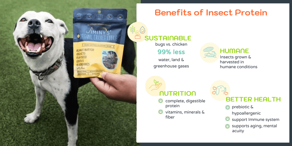 Benefits of insect protein dog food