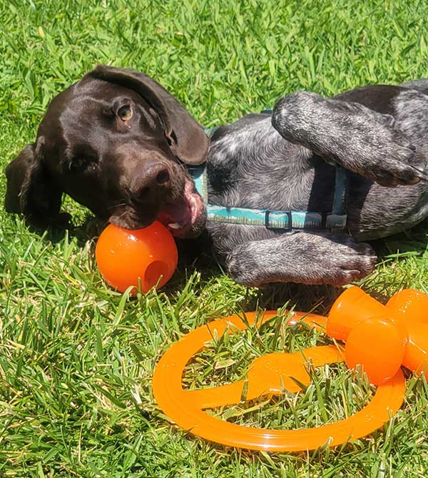 Bionic Pet Products - Durable and Eco-Friendly Toys