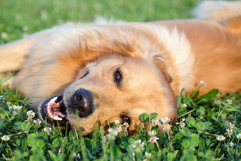 happy dog in the grass outdoors
