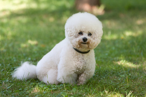 Bichon frize portrait. Beautiful white dog against green lawn