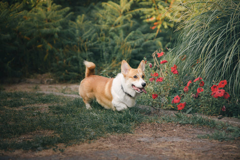 Corgis are beloved for their energetic and playful personalities
