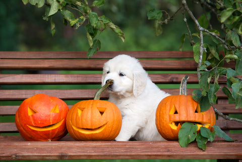 tips for dog care in the fall: cute puppy with Halloween pumpkins
