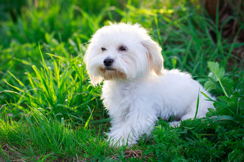 Maltese puppy hypoallergenic dog breeds