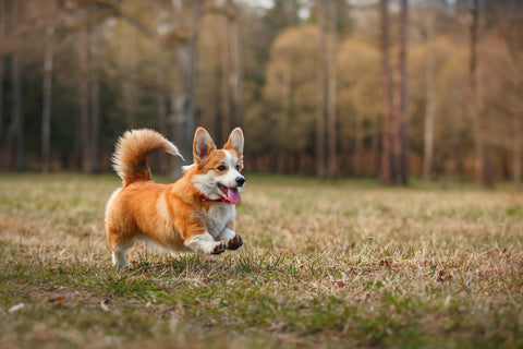 cute corgi running through a field