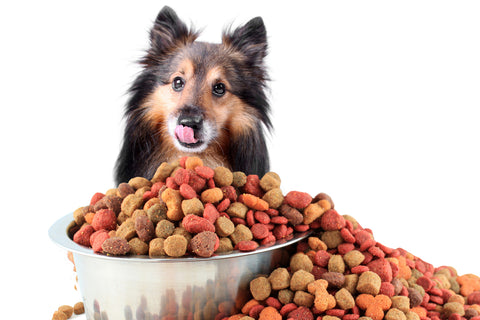 cute dog with a large pile of food