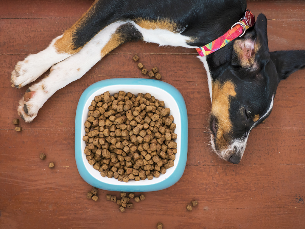 Digestive Issues in Dogs