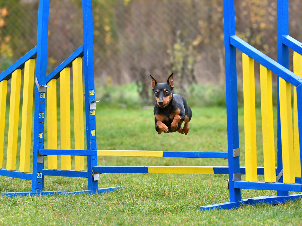 Dog agility training