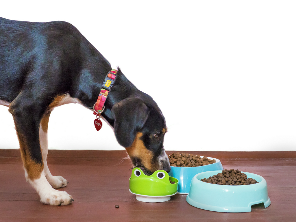 Dog food transitioning Common Mistakes to Avoid