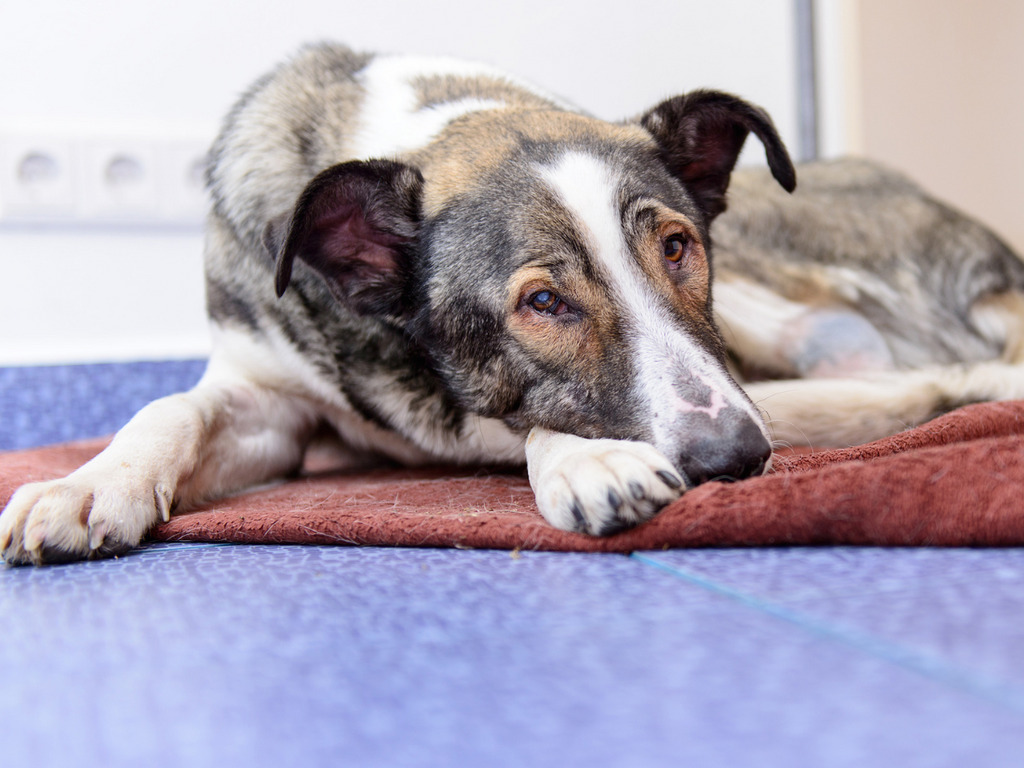 Joint Pain Symptoms Dog