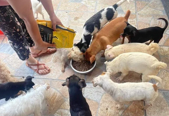 Puppies enjoying Jiminy’s Good Grub Dog Food to 4 Dog Farms