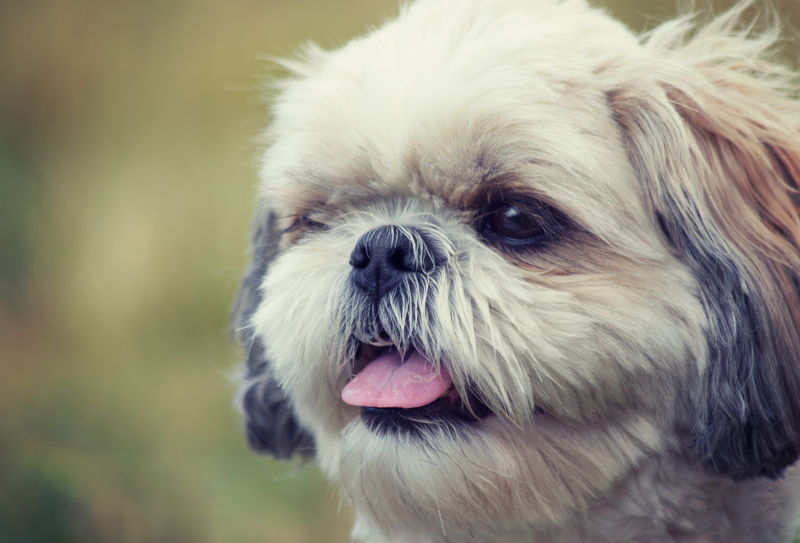 shih tzu puppy