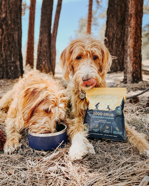 golden doodles with Jiminy's dog food