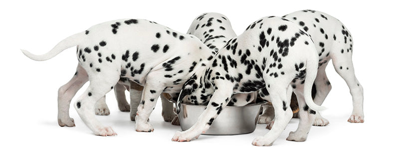 dalmations eating dog food