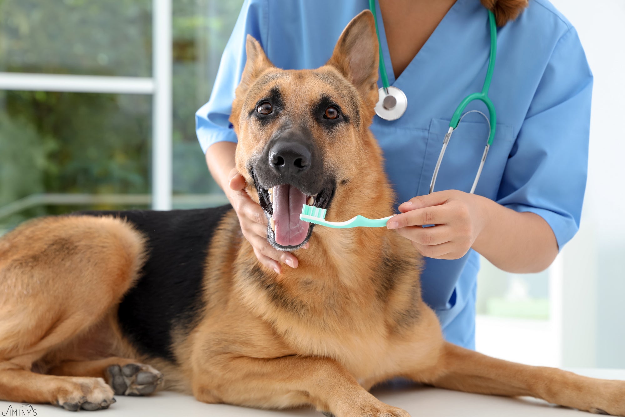 Dog at vet with a toothbrush