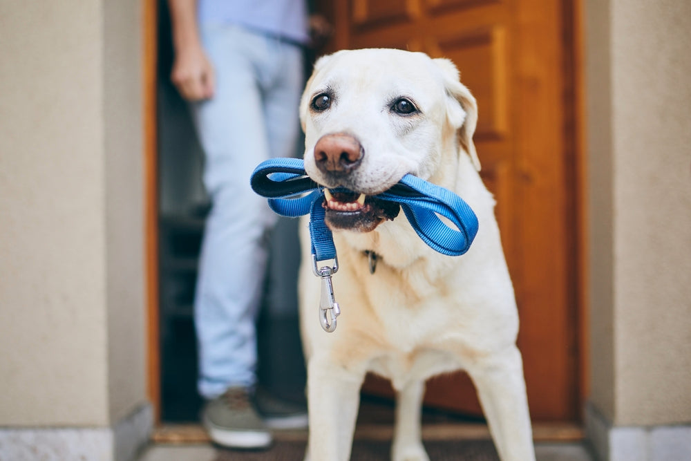 Dog with Leash in mouth ready for a walk