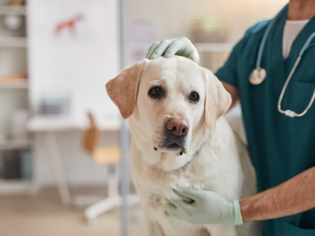 dog at Veterinarian