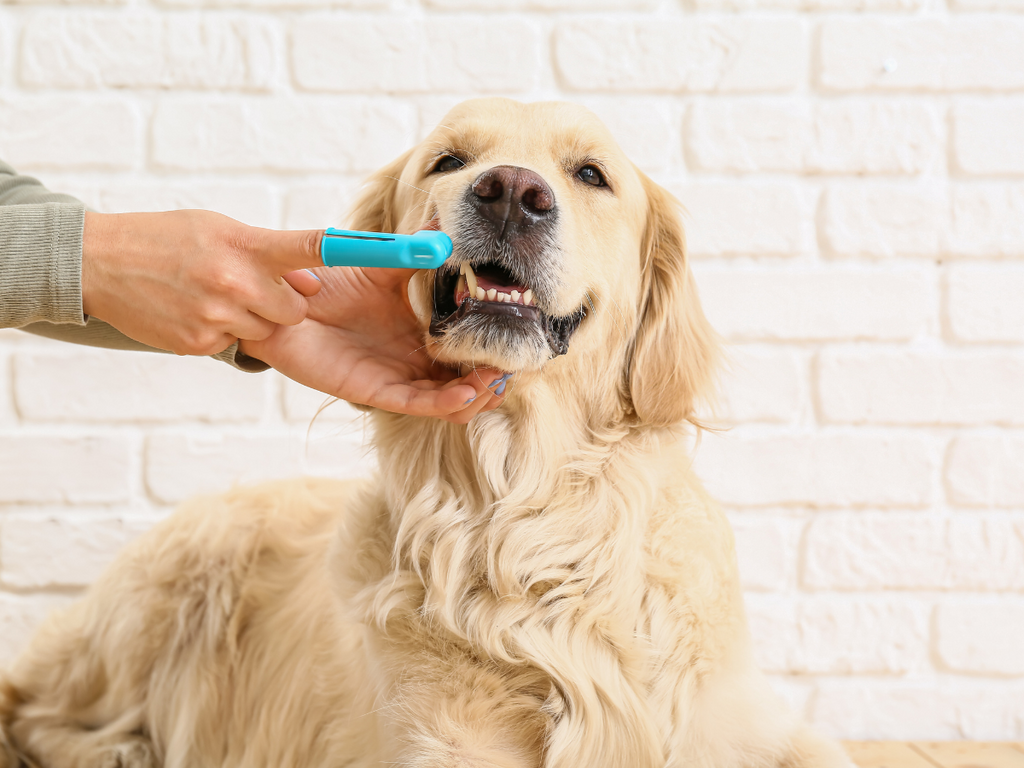 dog dental care